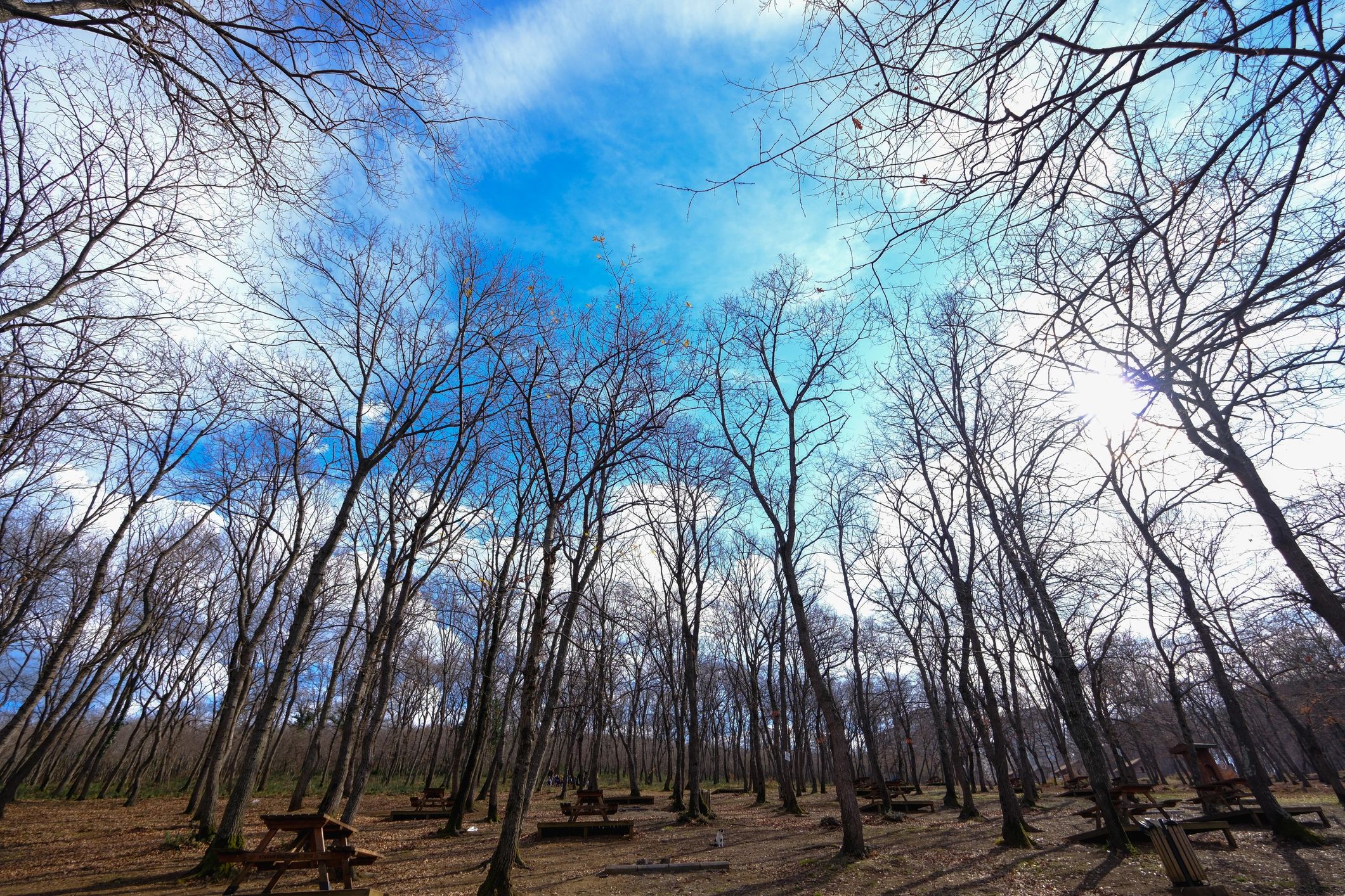 Woodland scene with open sky and calming light