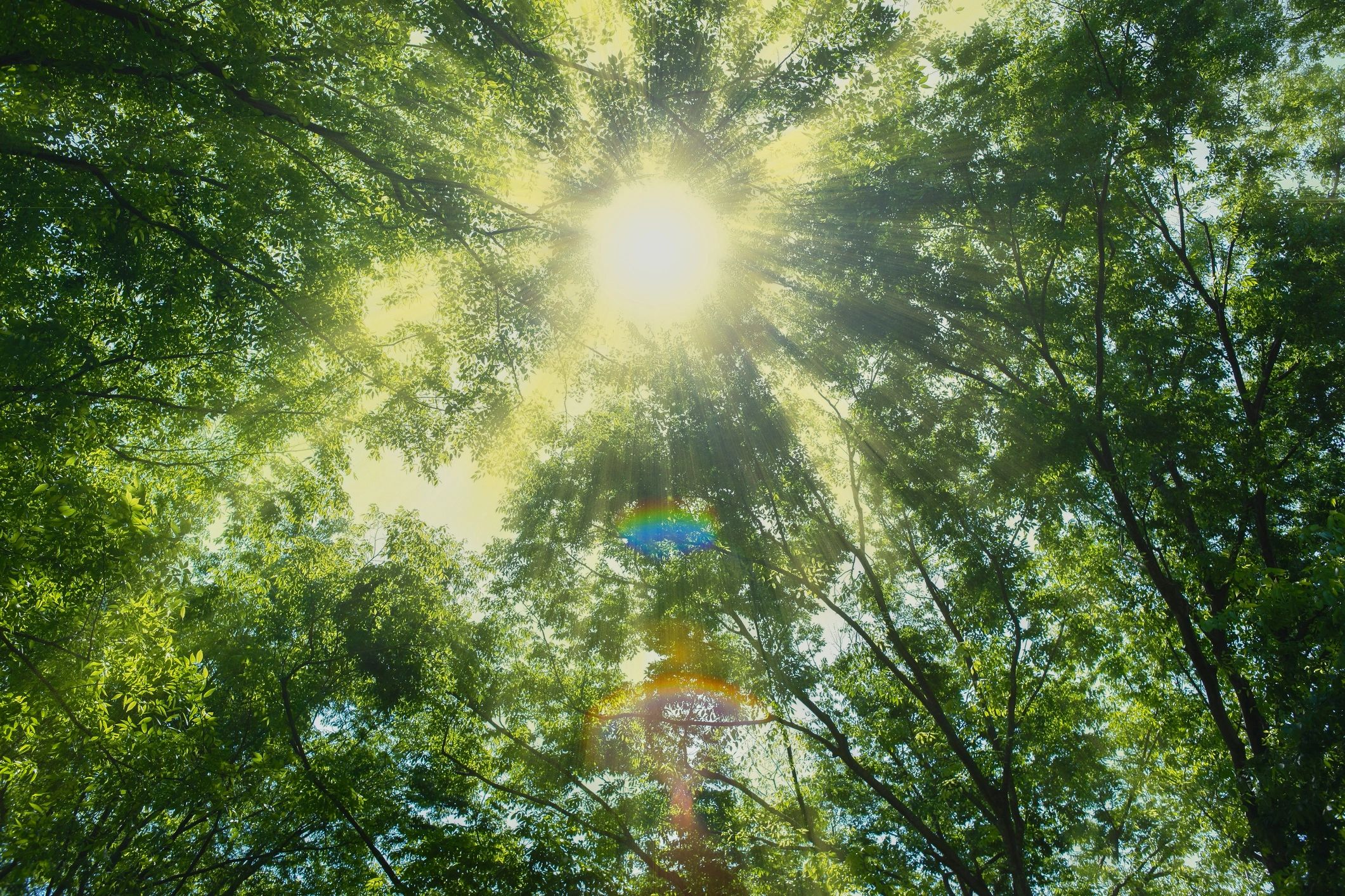 Quiet forest path representing a grounded healing approach