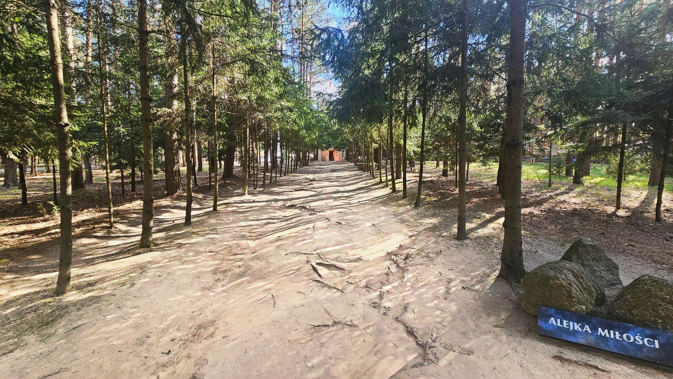 Forest path in soft light representing guidance and information